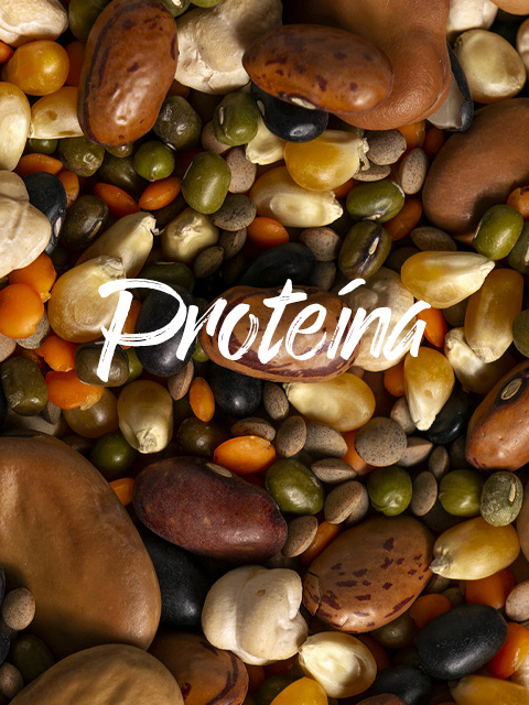 ¿Y de dónde sacamos las proteínas? | Love Veg Argentina